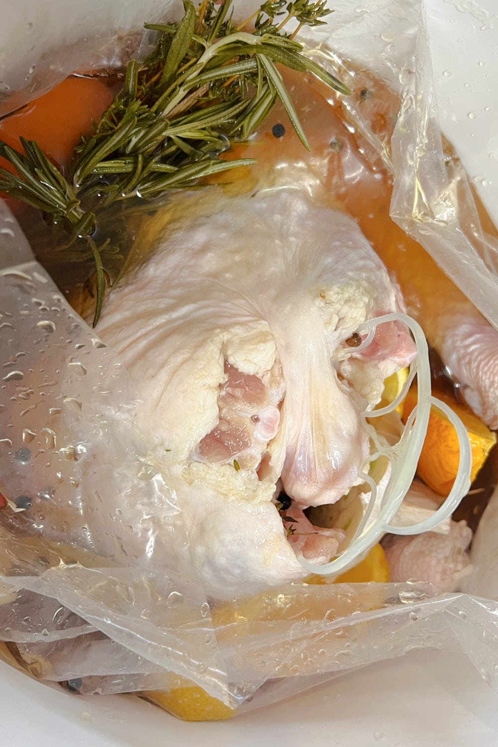 A fresh turkey in a bag of brine. 